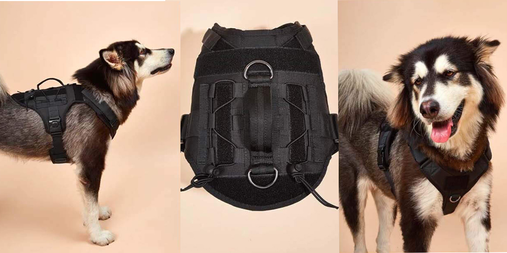 Dog Training Vest: How and Why to Use One